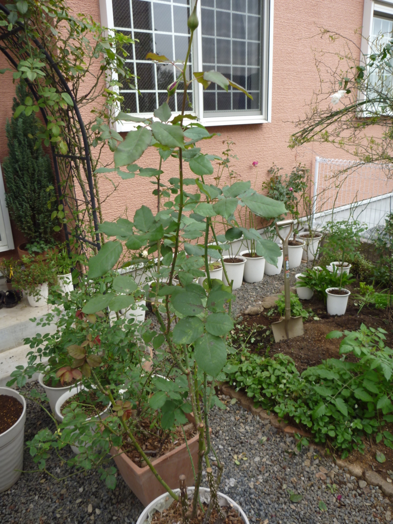 f:id:verandarosegarden:20161109082326j:plain f:id:verandarosegarden:20161109082326j:plain