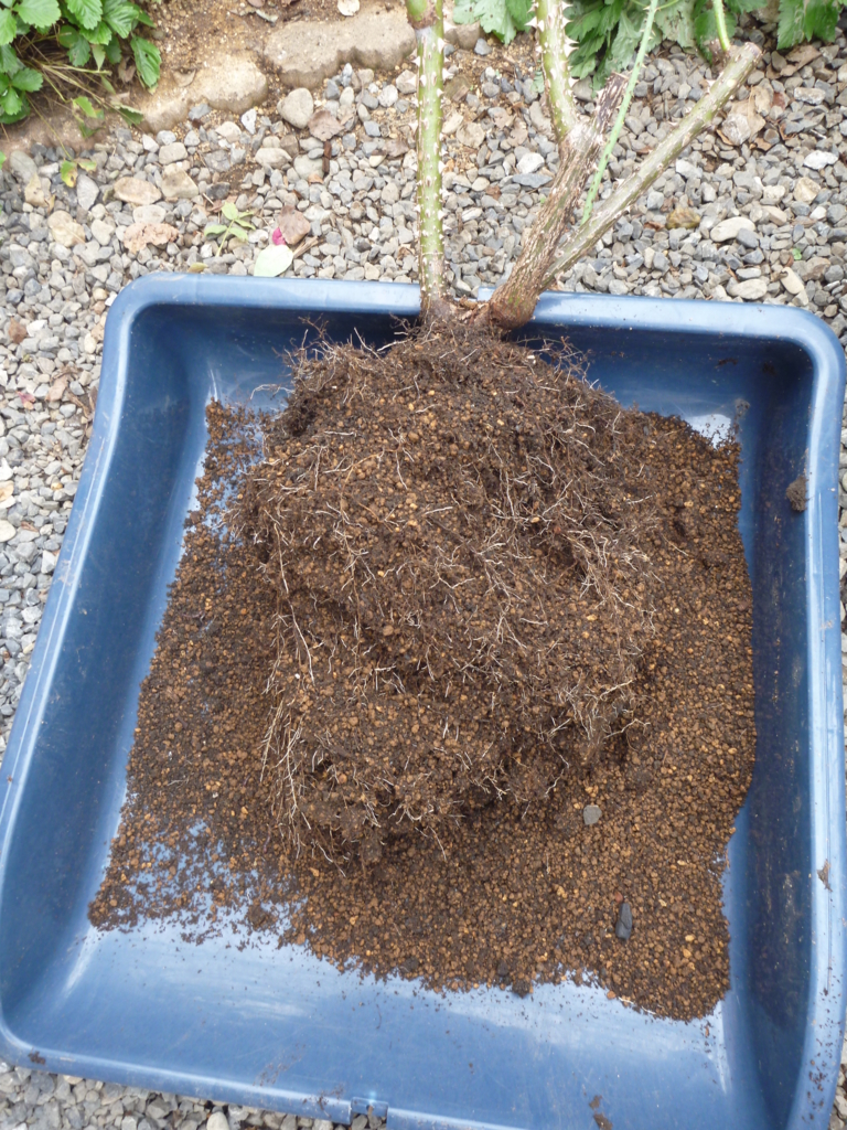 f:id:verandarosegarden:20161109082543j:plain f:id:verandarosegarden:20161109082543j:plain