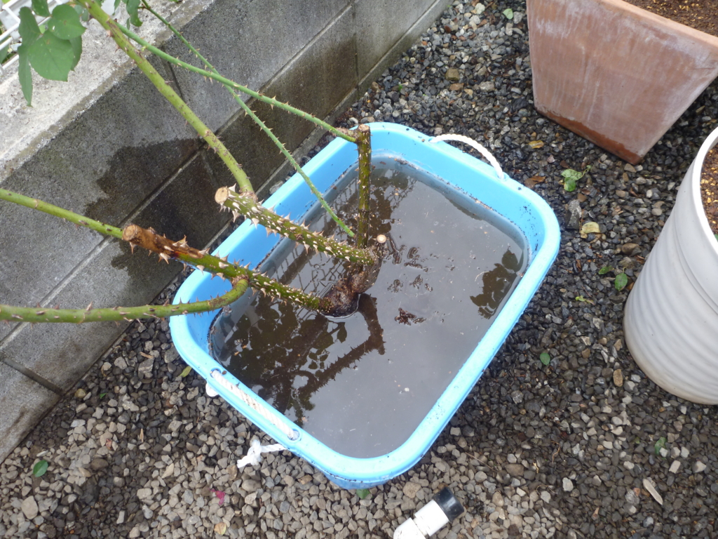 f:id:verandarosegarden:20161109082650j:plain f:id:verandarosegarden:20161109082650j:plain