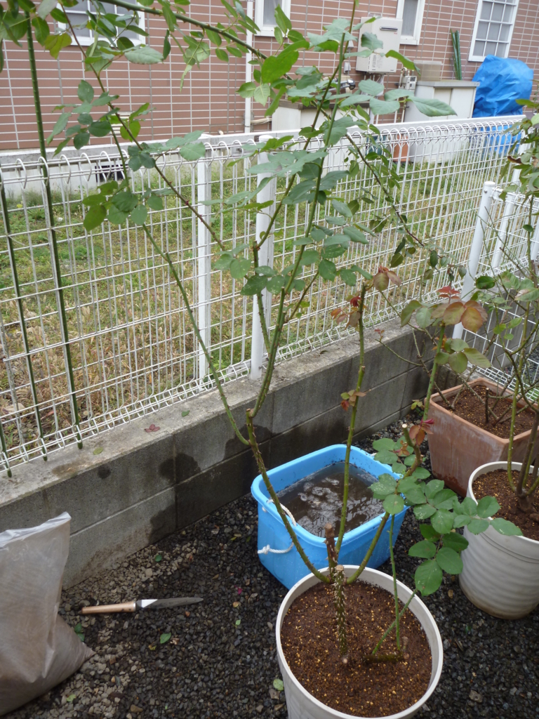 f:id:verandarosegarden:20161109082800j:plain f:id:verandarosegarden:20161109082800j:plain