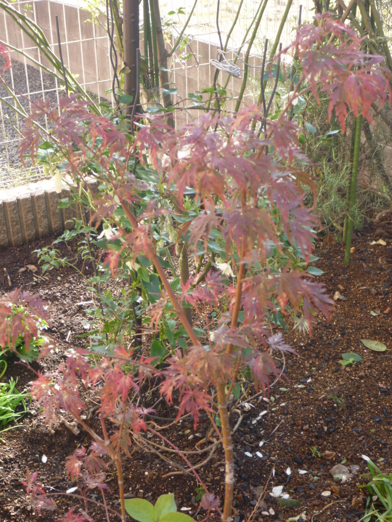 f:id:verandarosegarden:20161117092519j:plain