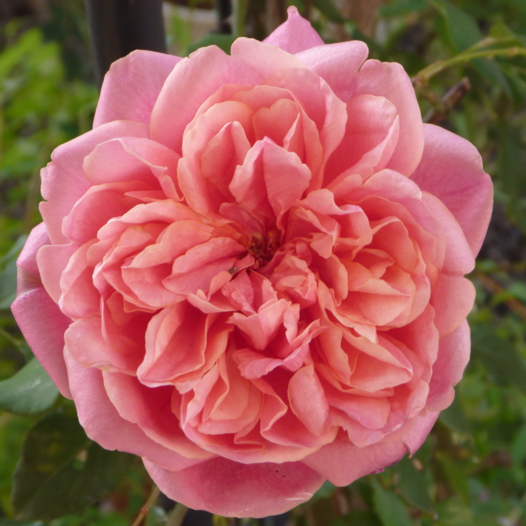 f:id:verandarosegarden:20161118114908j:plain