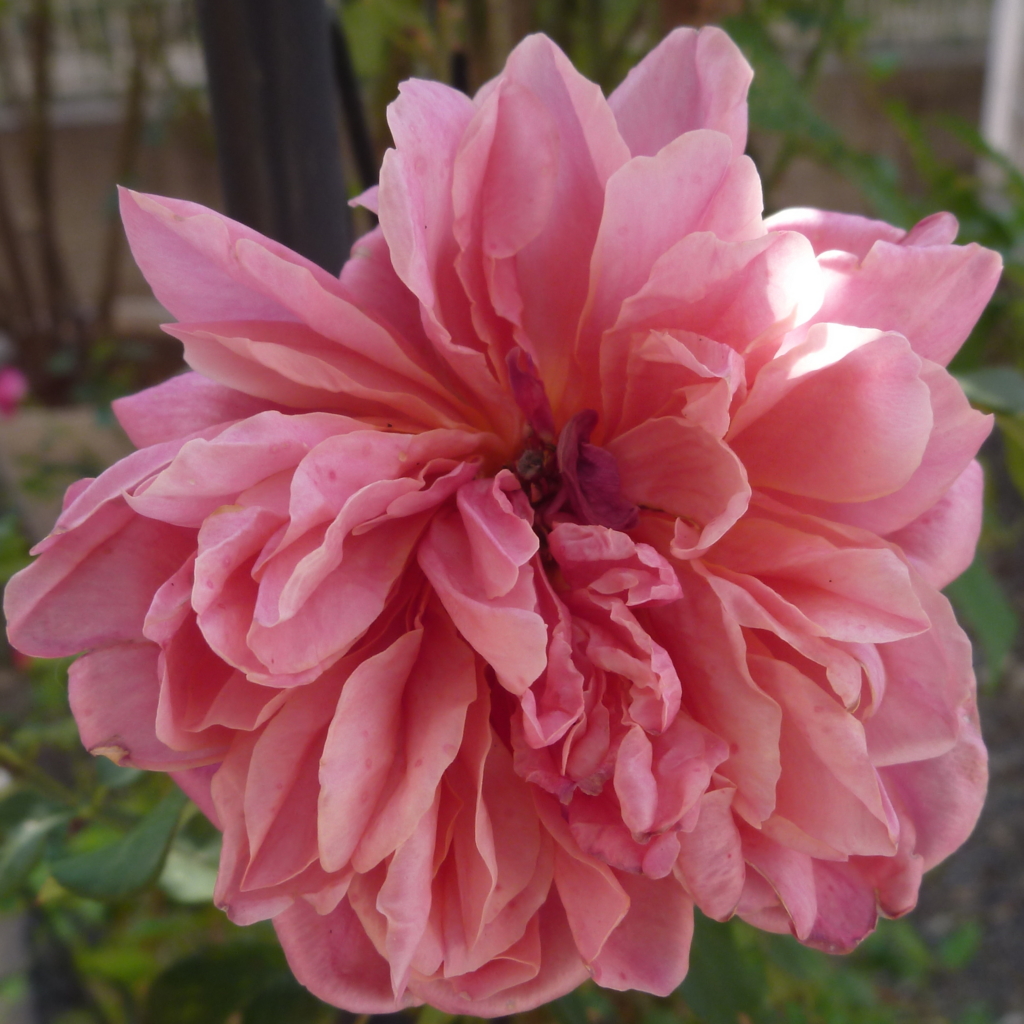 f:id:verandarosegarden:20161118114949j:plain f:id:verandarosegarden:20161118114949j:plain