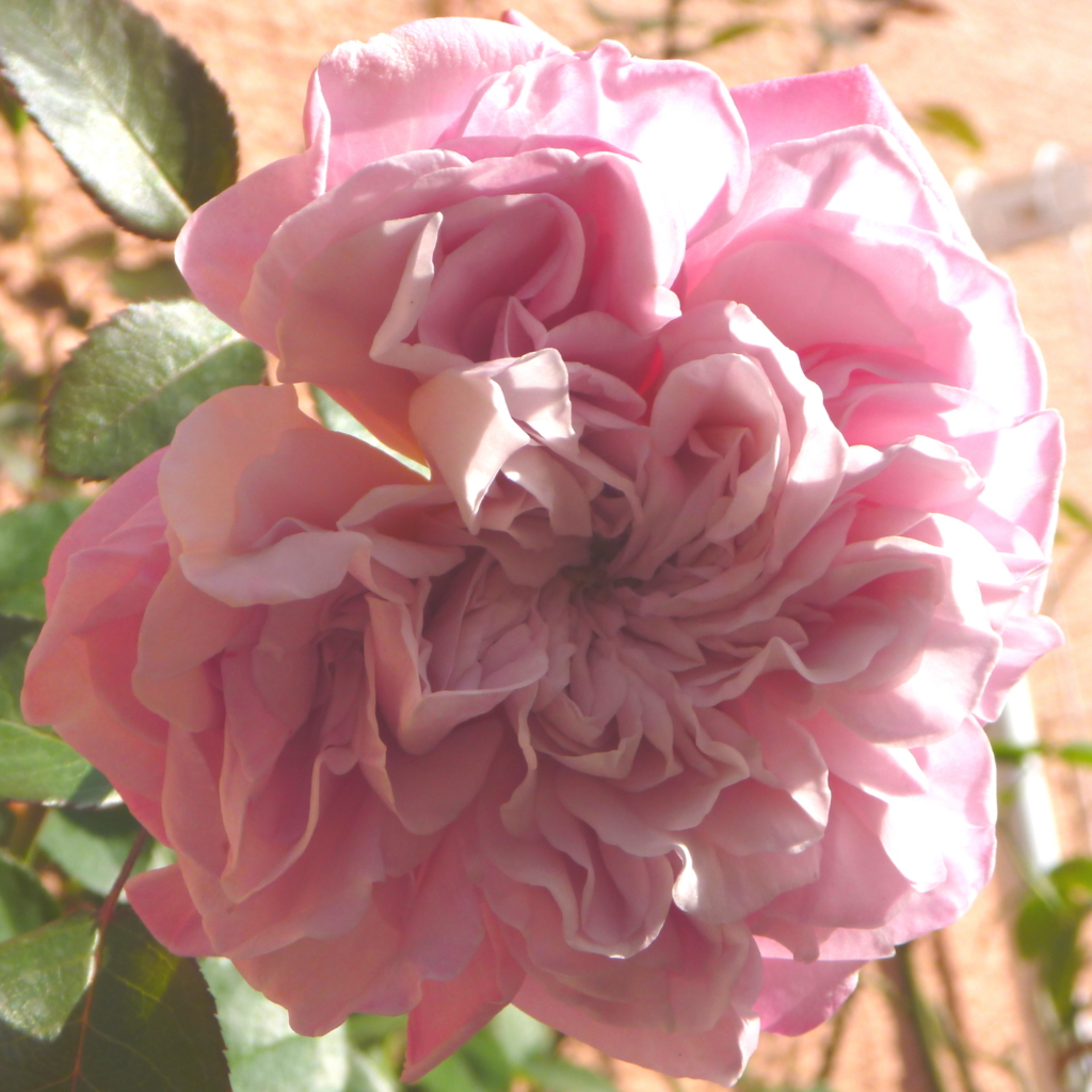 f:id:verandarosegarden:20161118115057j:plain