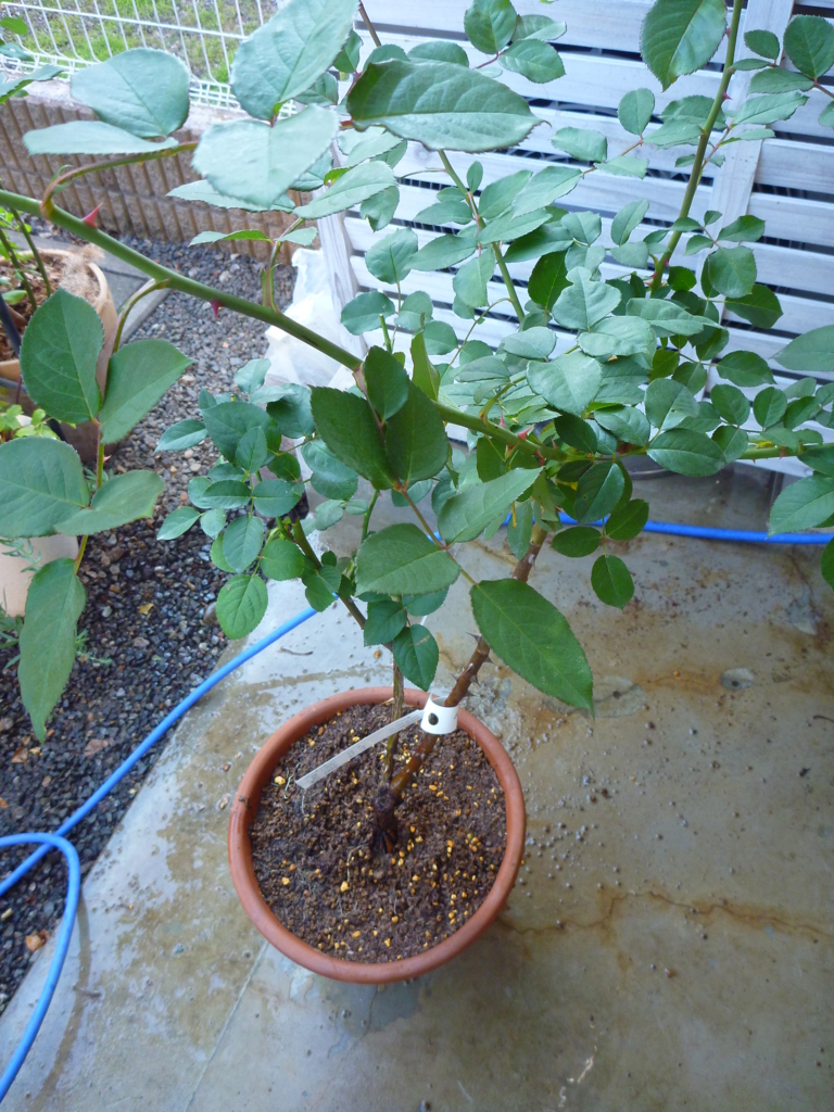 f:id:verandarosegarden:20161203200022j:plain
