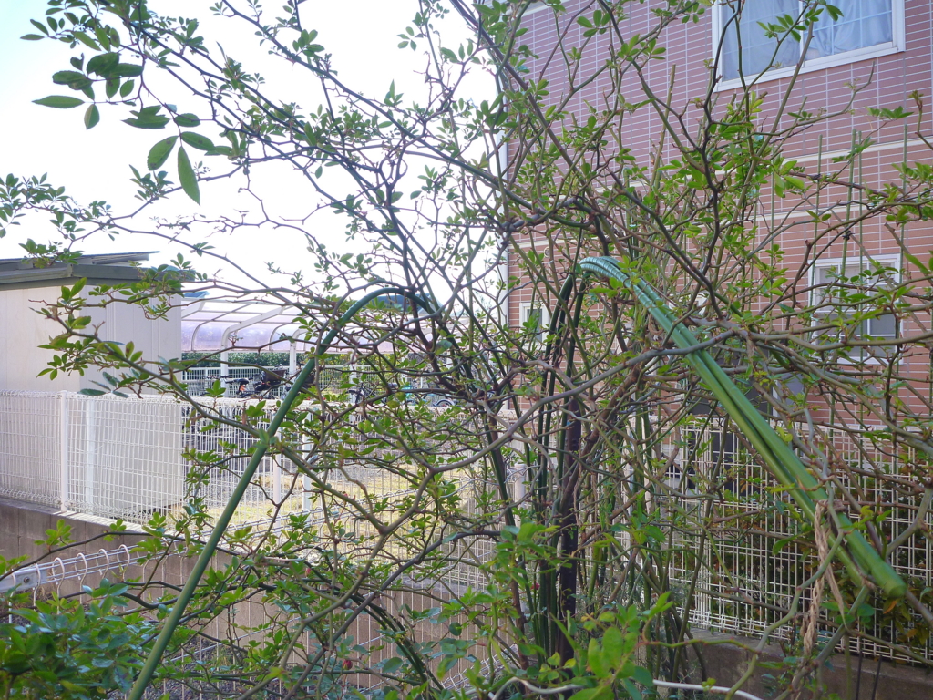 f:id:verandarosegarden:20161222092355j:plain f:id:verandarosegarden:20161222092355j:plain
