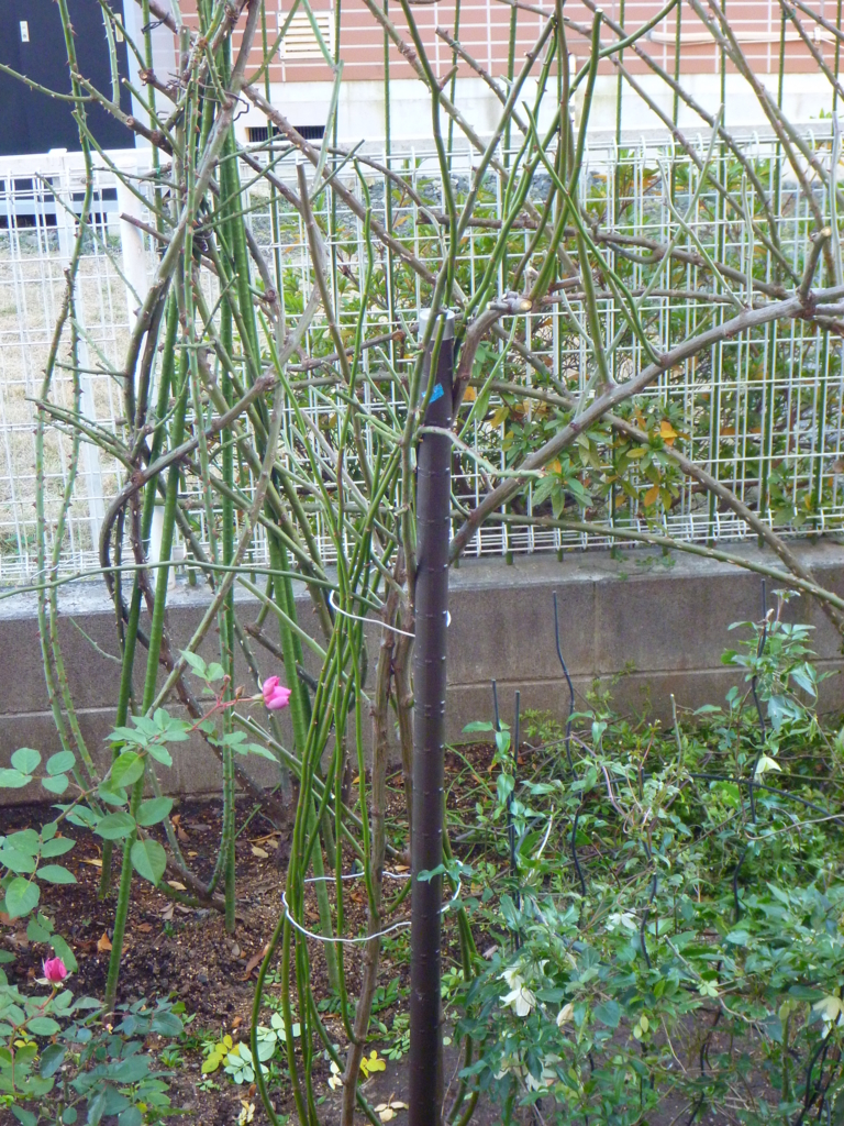 f:id:verandarosegarden:20170102075521j:plain f:id:verandarosegarden:20170102075521j:plain