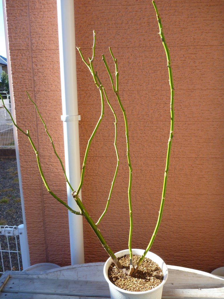 f:id:verandarosegarden:20170111165154j:plain f:id:verandarosegarden:20170111165154j:plain