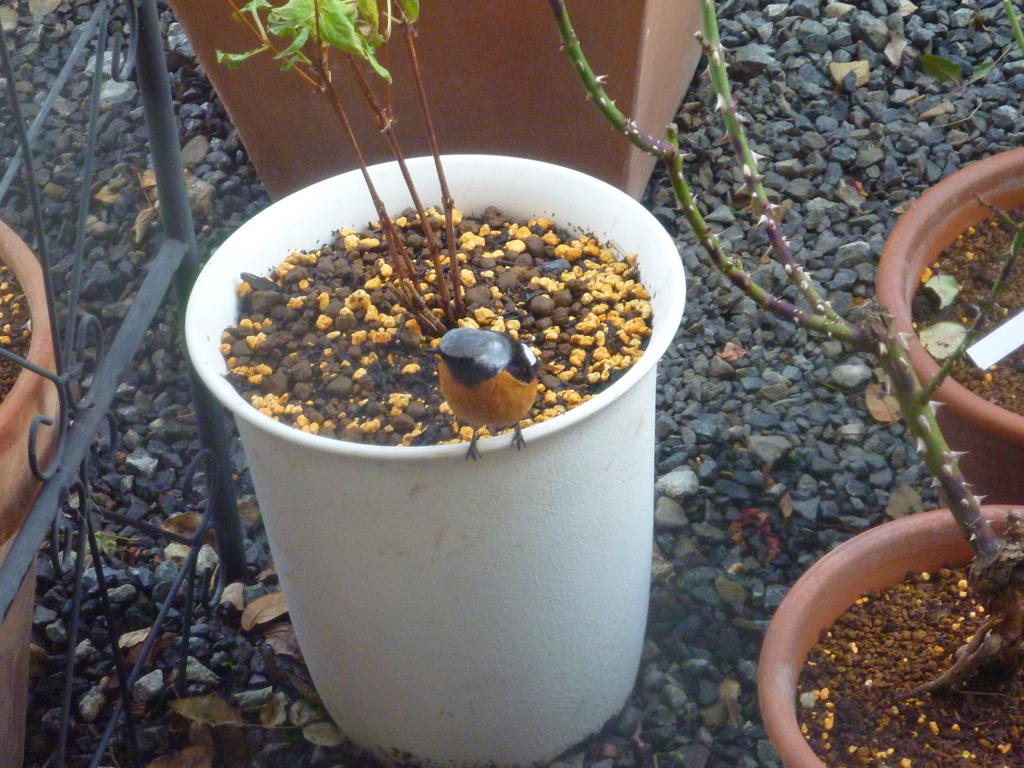 f:id:verandarosegarden:20170118160533j:plain f:id:verandarosegarden:20170118160533j:plain