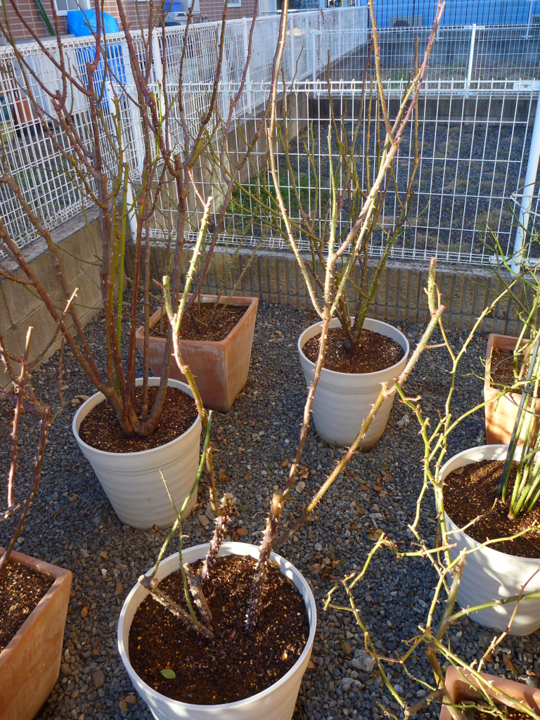 f:id:verandarosegarden:20170121181735j:plain f:id:verandarosegarden:20170121181735j:plain