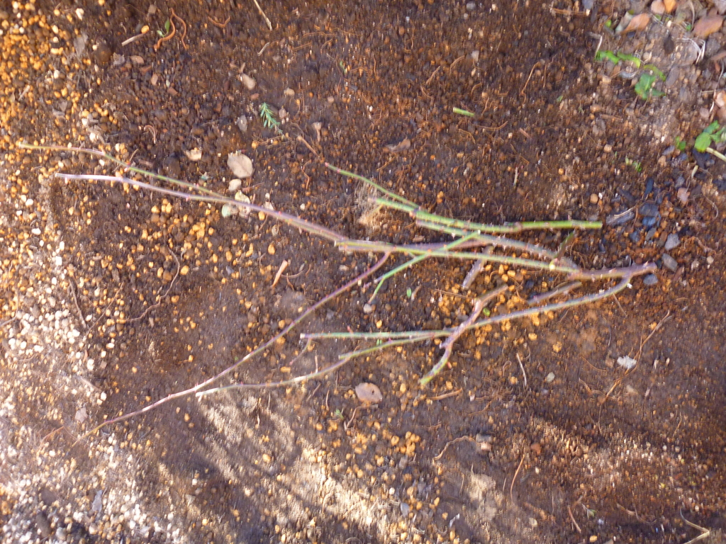 f:id:verandarosegarden:20170121182742j:plain f:id:verandarosegarden:20170121182742j:plain