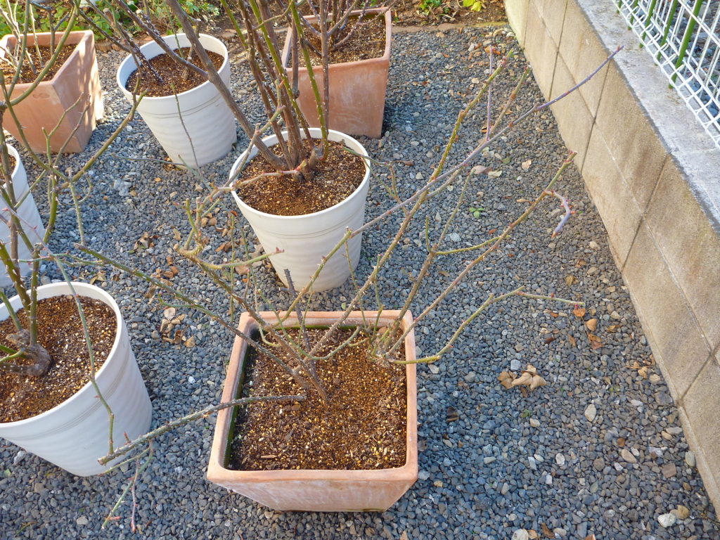 f:id:verandarosegarden:20170123090052j:plain f:id:verandarosegarden:20170123090052j:plain