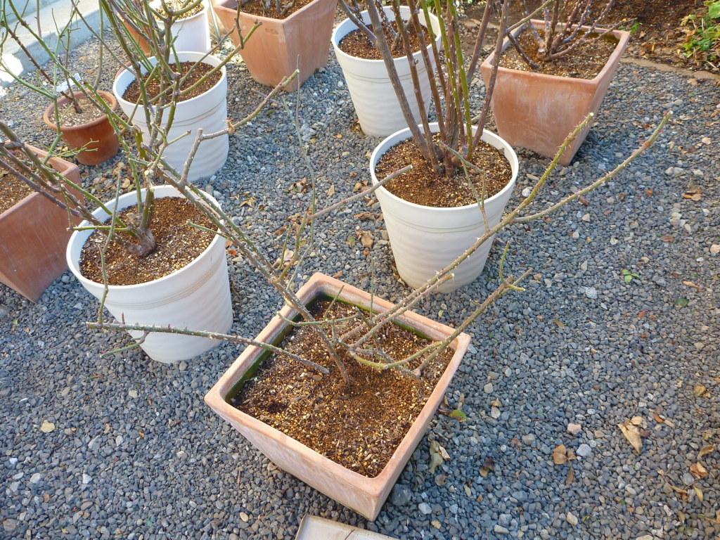 f:id:verandarosegarden:20170123091235j:plain f:id:verandarosegarden:20170123091235j:plain