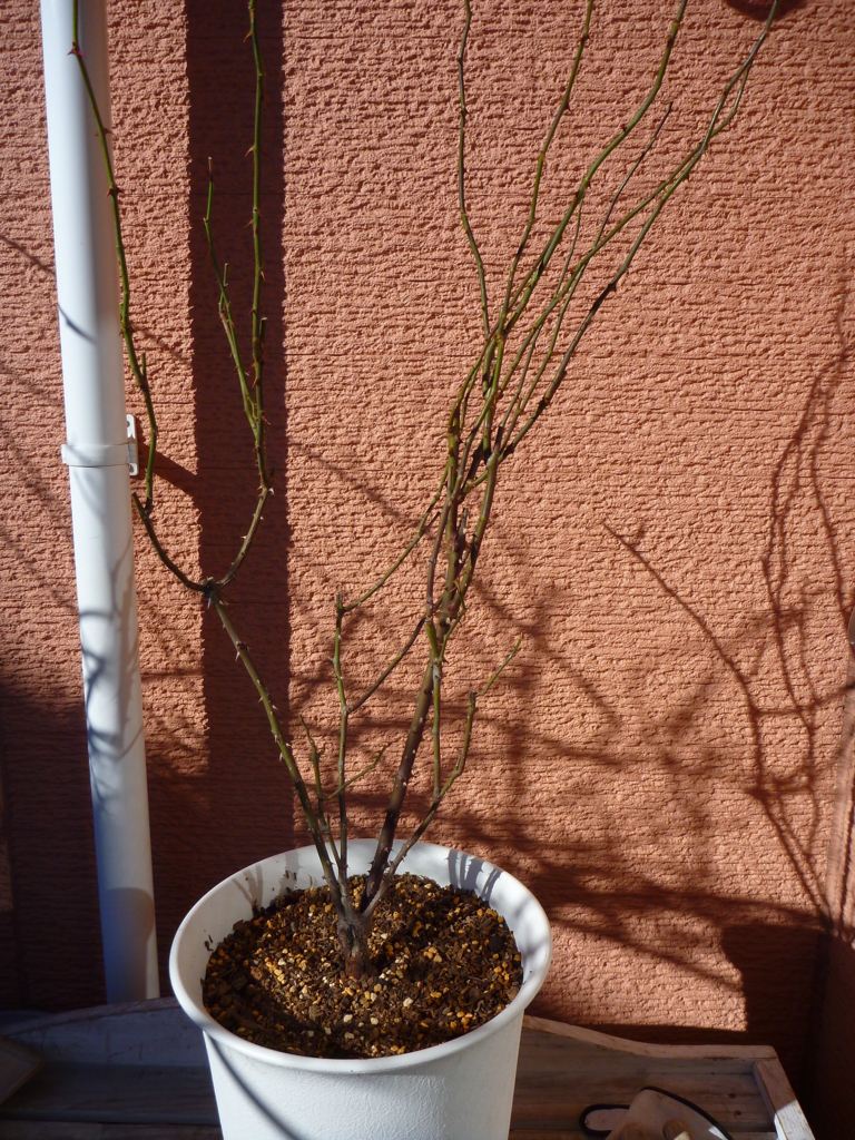 f:id:verandarosegarden:20170123104944j:plain f:id:verandarosegarden:20170123104944j:plain