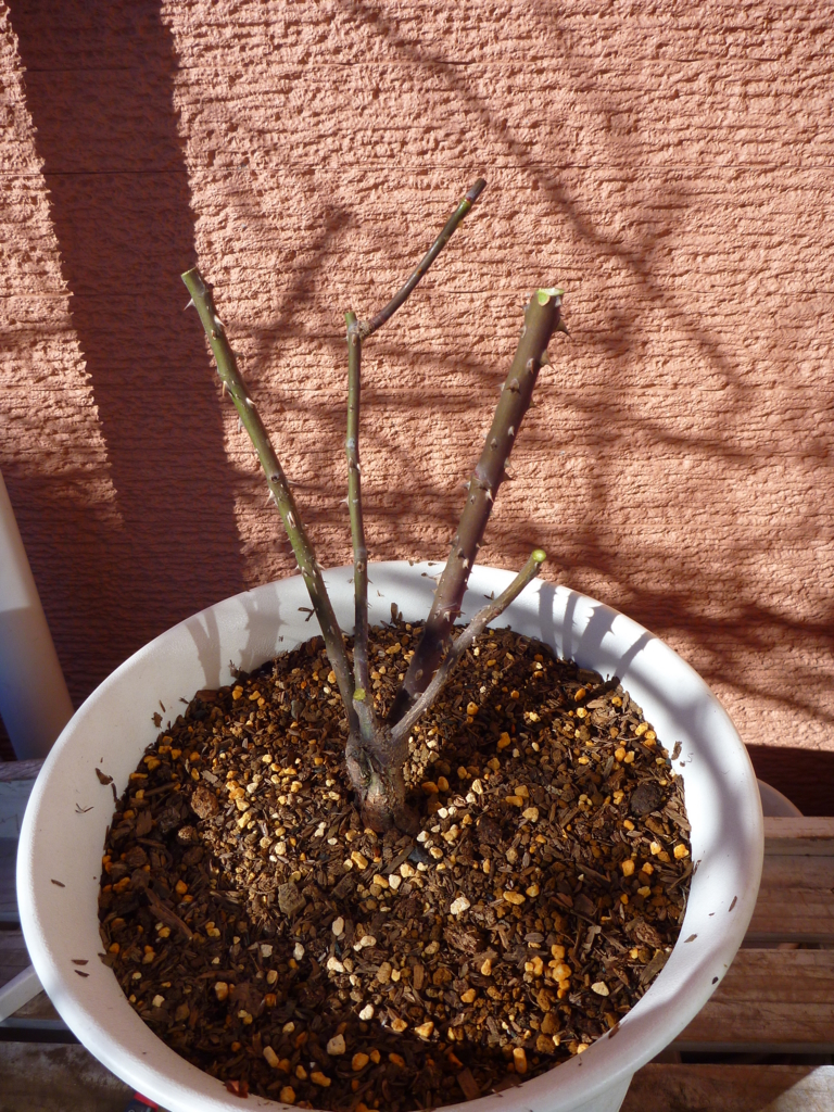 f:id:verandarosegarden:20170123110051j:plain f:id:verandarosegarden:20170123110051j:plain