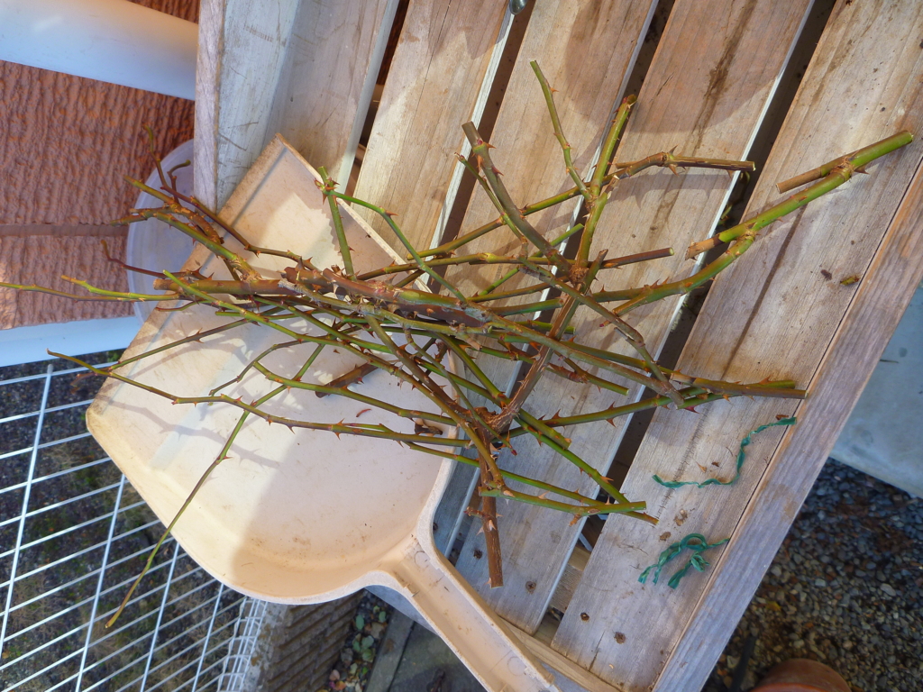 f:id:verandarosegarden:20170123110241j:plain f:id:verandarosegarden:20170123110241j:plain