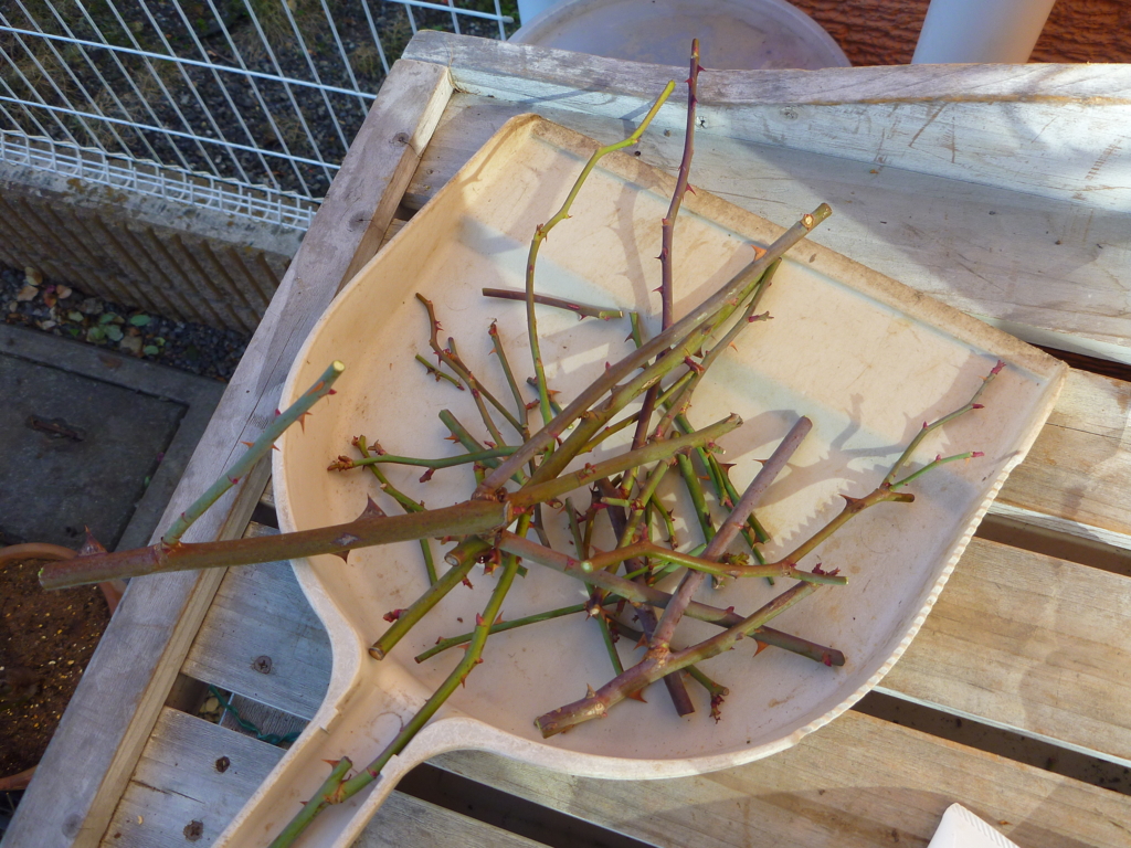 f:id:verandarosegarden:20170123111744j:plain