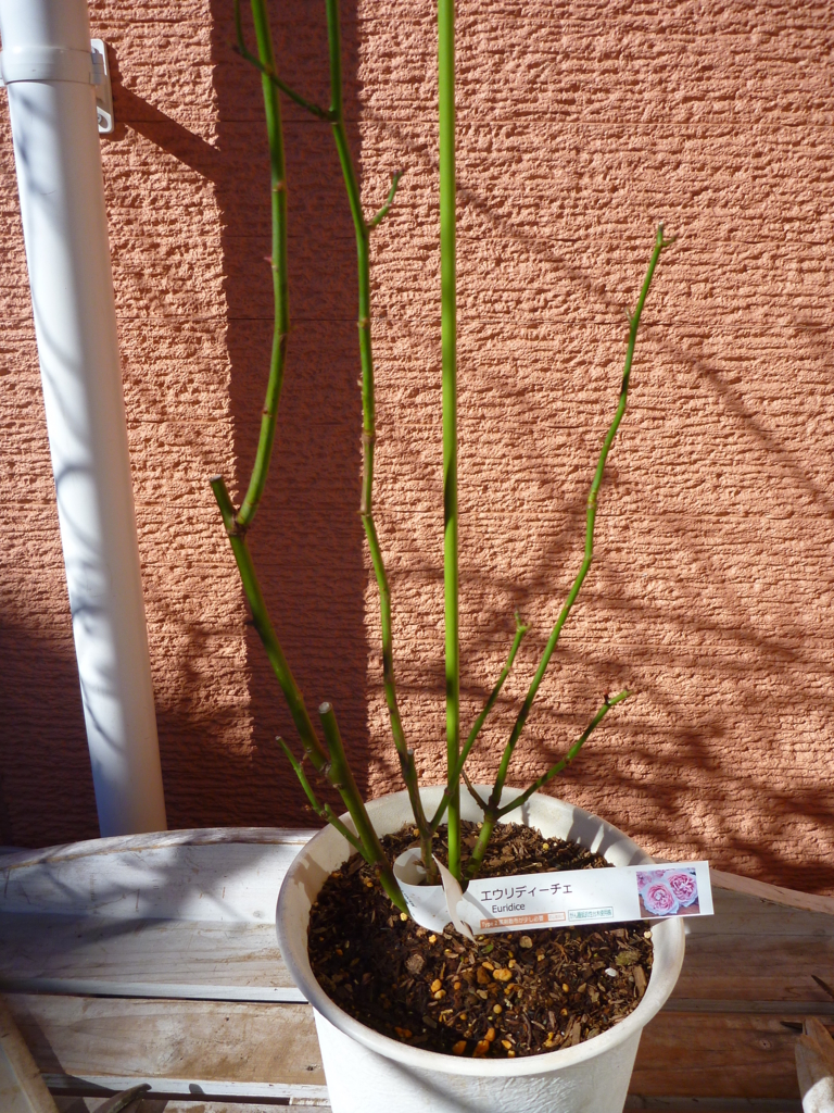 f:id:verandarosegarden:20170123111955j:plain