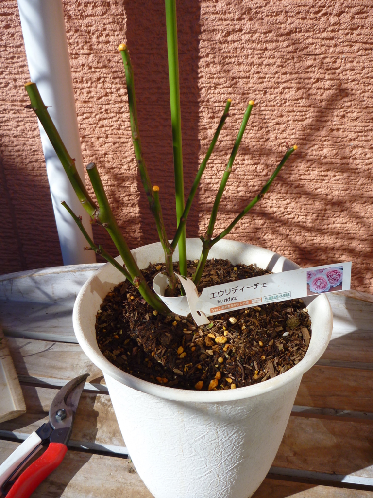 f:id:verandarosegarden:20170123112250j:plain