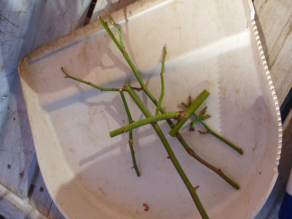 f:id:verandarosegarden:20170123112911j:plain