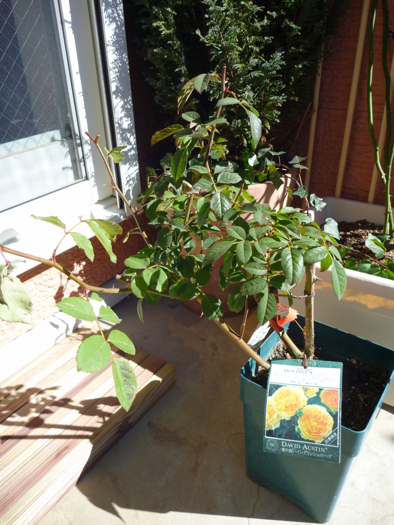 f:id:verandarosegarden:20170207113635j:plain