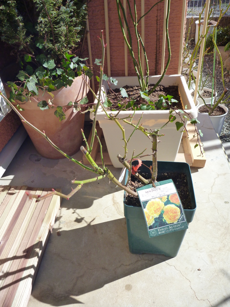 f:id:verandarosegarden:20170207113716j:plain