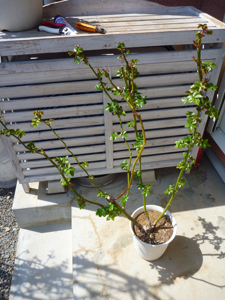 f:id:verandarosegarden:20170320134920j:plain f:id:verandarosegarden:20170320134920j:plain