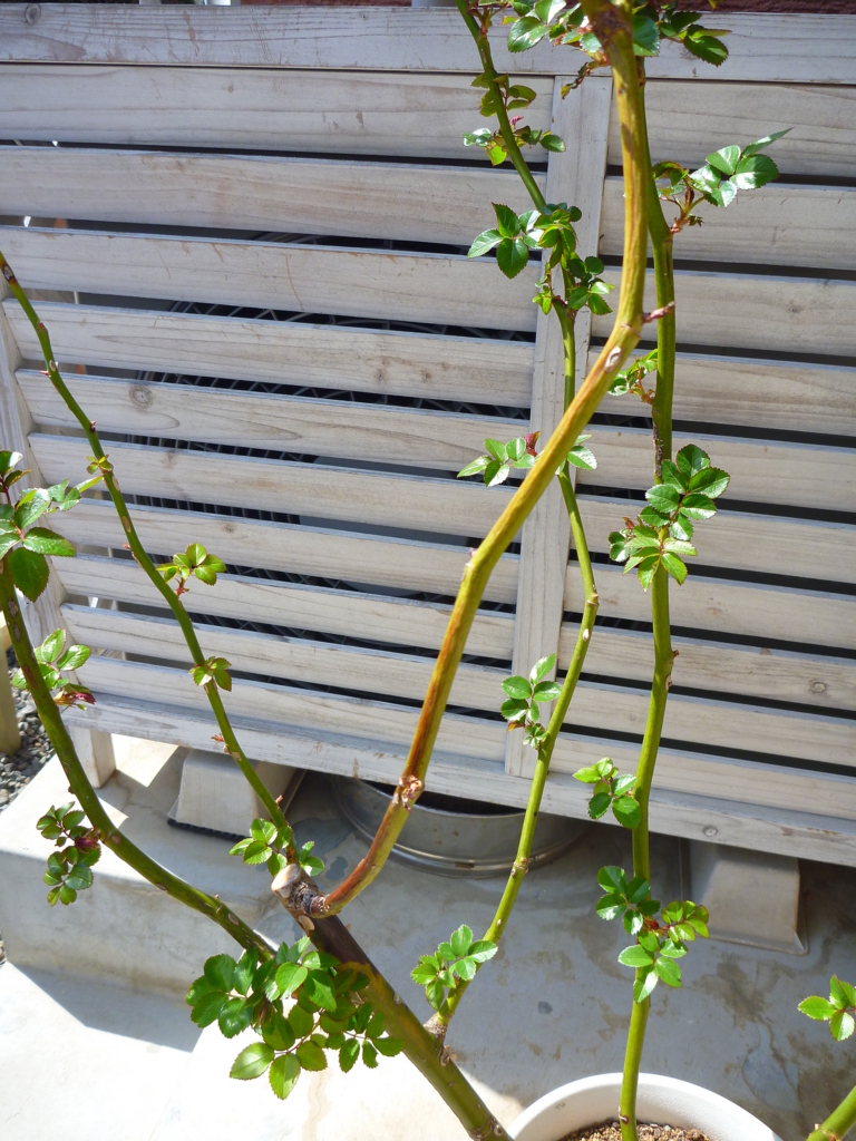 f:id:verandarosegarden:20170320135045j:plain f:id:verandarosegarden:20170320135045j:plain