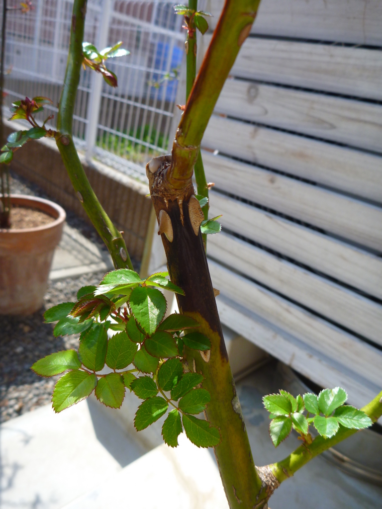 f:id:verandarosegarden:20170320135215j:plain f:id:verandarosegarden:20170320135215j:plain