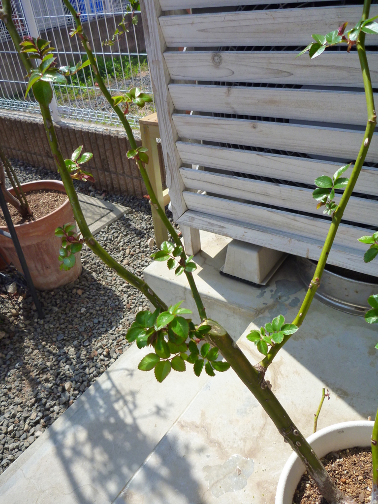 f:id:verandarosegarden:20170320135324j:plain f:id:verandarosegarden:20170320135324j:plain