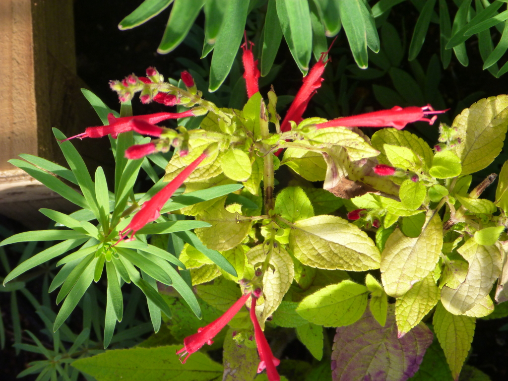 f:id:verandarosegarden:20170419172628j:plain