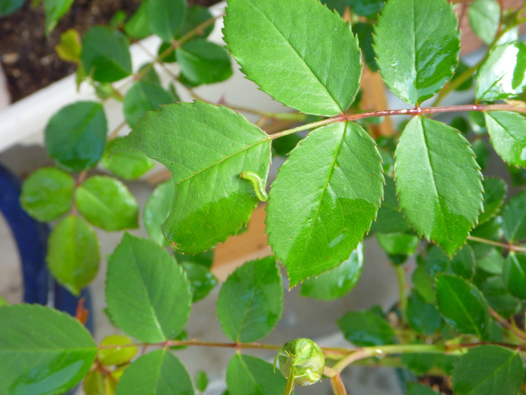 f:id:verandarosegarden:20170419172903j:plain