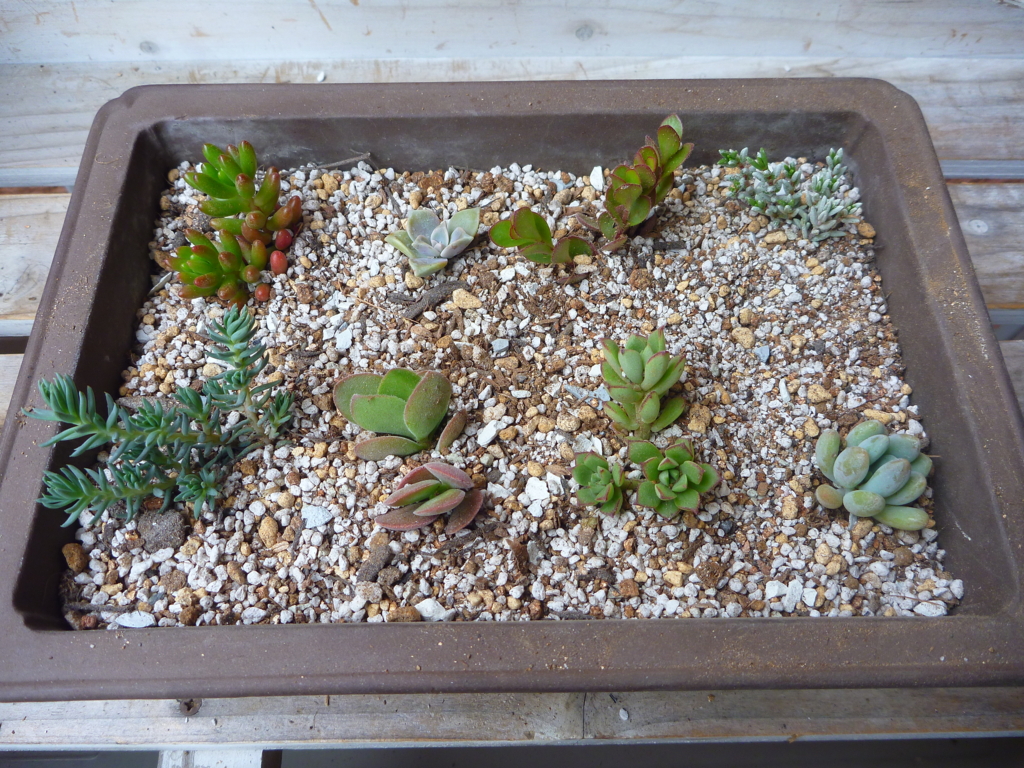 f:id:verandarosegarden:20170421092933j:plain