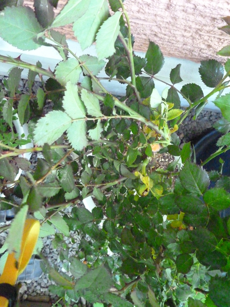 f:id:verandarosegarden:20170425191946j:plain f:id:verandarosegarden:20170425191946j:plain