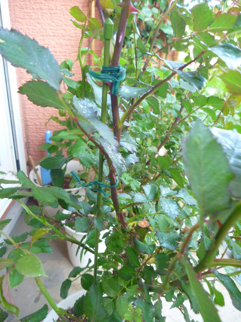 f:id:verandarosegarden:20170425192130j:plain f:id:verandarosegarden:20170425192130j:plain
