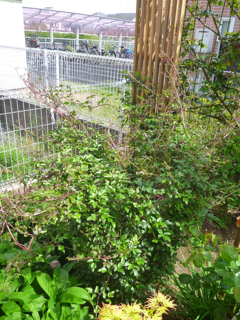 f:id:verandarosegarden:20170427153613j:plain f:id:verandarosegarden:20170427153613j:plain