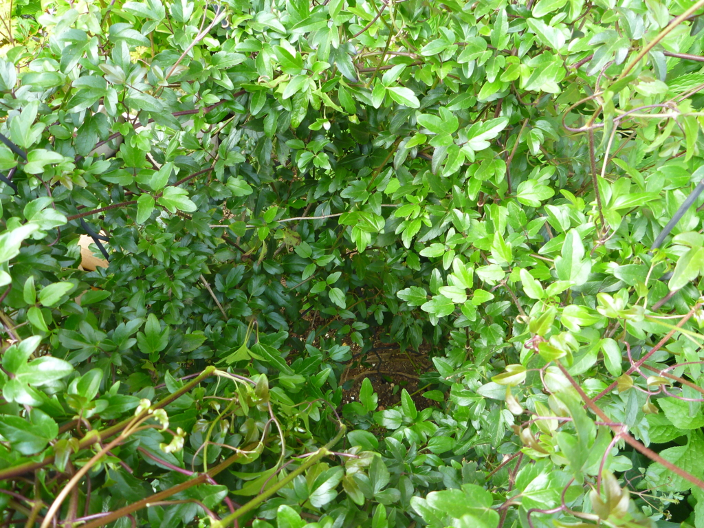 f:id:verandarosegarden:20170427153751j:plain f:id:verandarosegarden:20170427153751j:plain