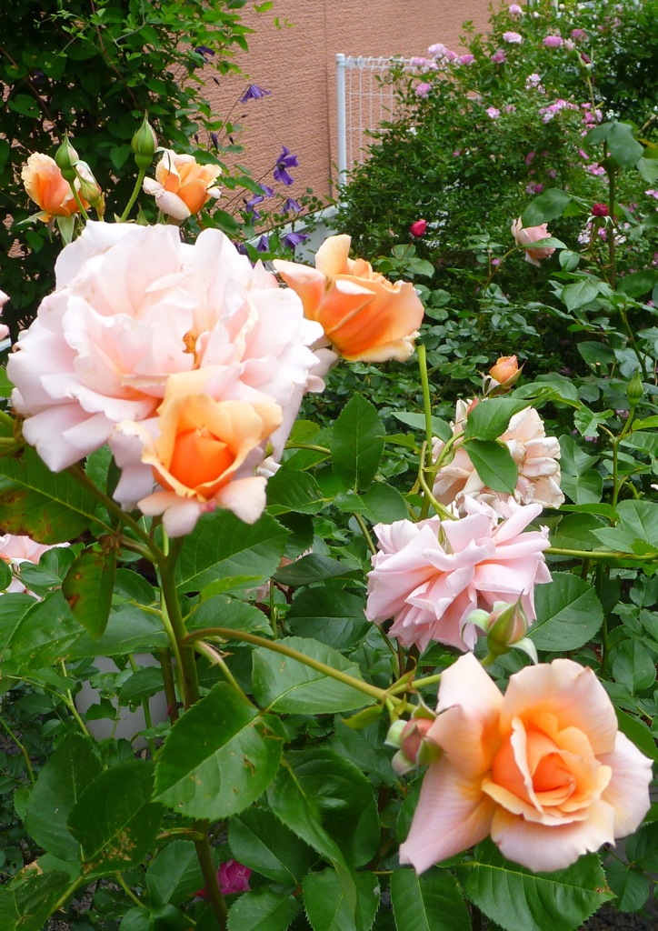 f:id:verandarosegarden:20170430084722j:plain f:id:verandarosegarden:20170430084722j:plain