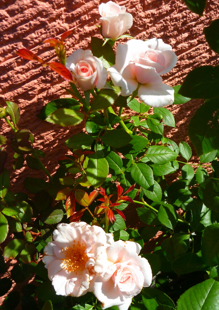 f:id:verandarosegarden:20170430084945j:plain f:id:verandarosegarden:20170430084945j:plain