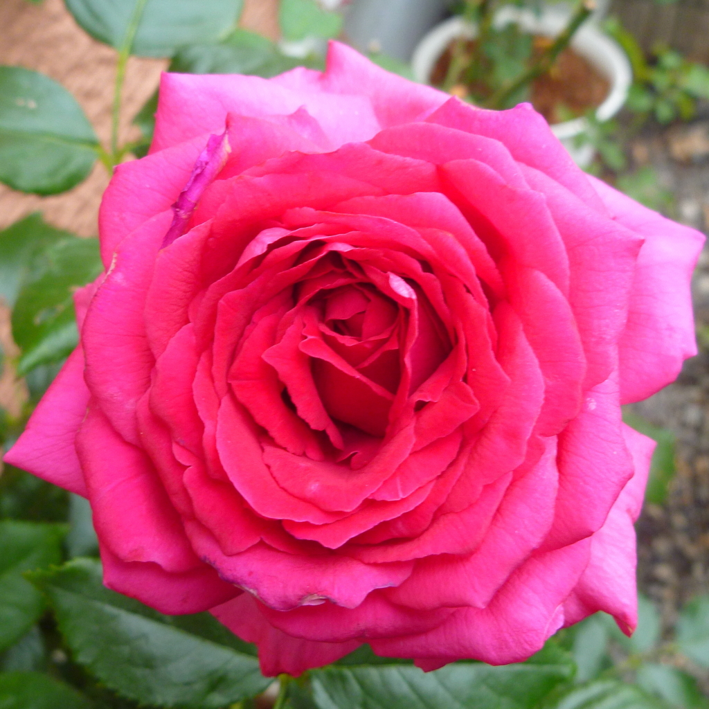 f:id:verandarosegarden:20170430085856j:plain f:id:verandarosegarden:20170430085856j:plain