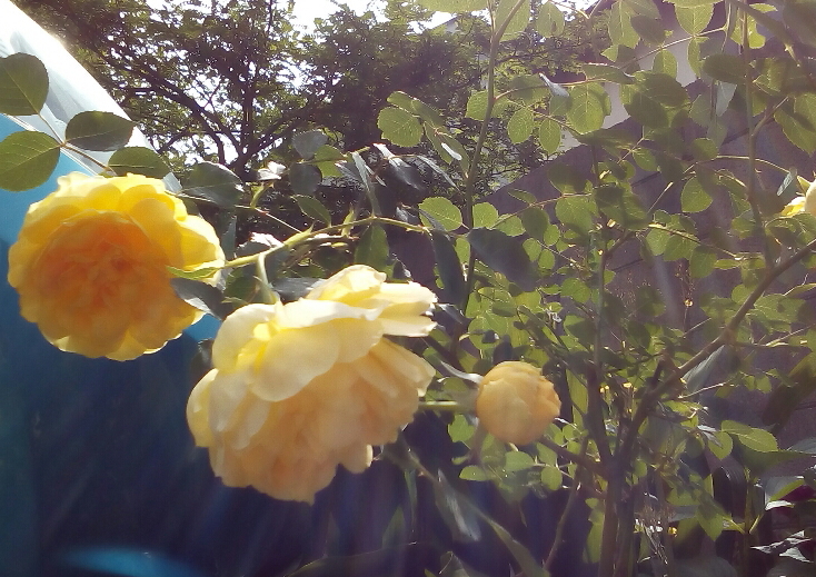 f:id:verandarosegarden:20170507180254j:plain f:id:verandarosegarden:20170507180254j:plain