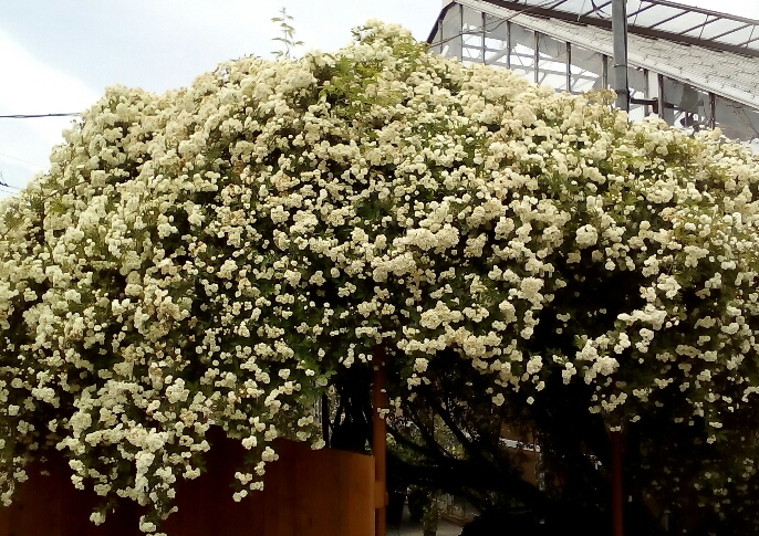 f:id:verandarosegarden:20170507180521j:plain f:id:verandarosegarden:20170507180521j:plain