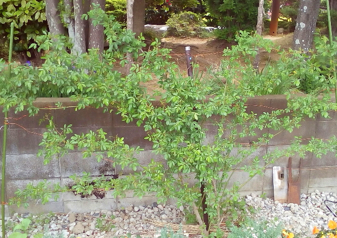 f:id:verandarosegarden:20170507180927j:plain f:id:verandarosegarden:20170507180927j:plain