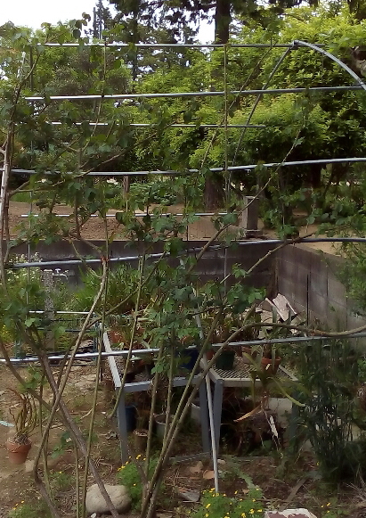 f:id:verandarosegarden:20170507181017j:plain f:id:verandarosegarden:20170507181017j:plain