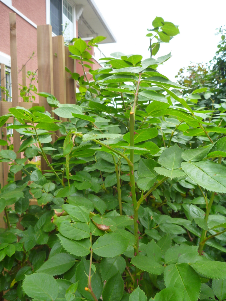 f:id:verandarosegarden:20170509124404j:plain