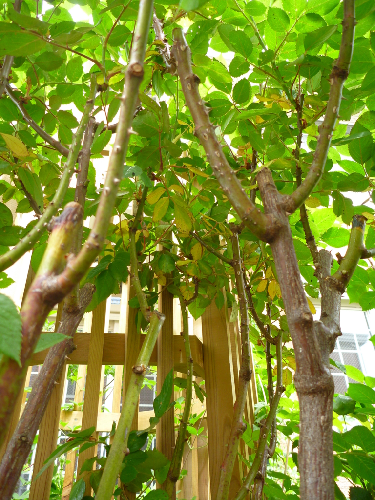 f:id:verandarosegarden:20170509124622j:plain