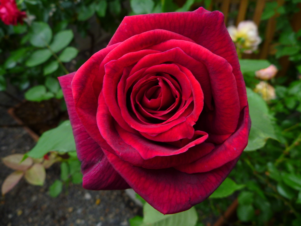 f:id:verandarosegarden:20170515074040j:plain