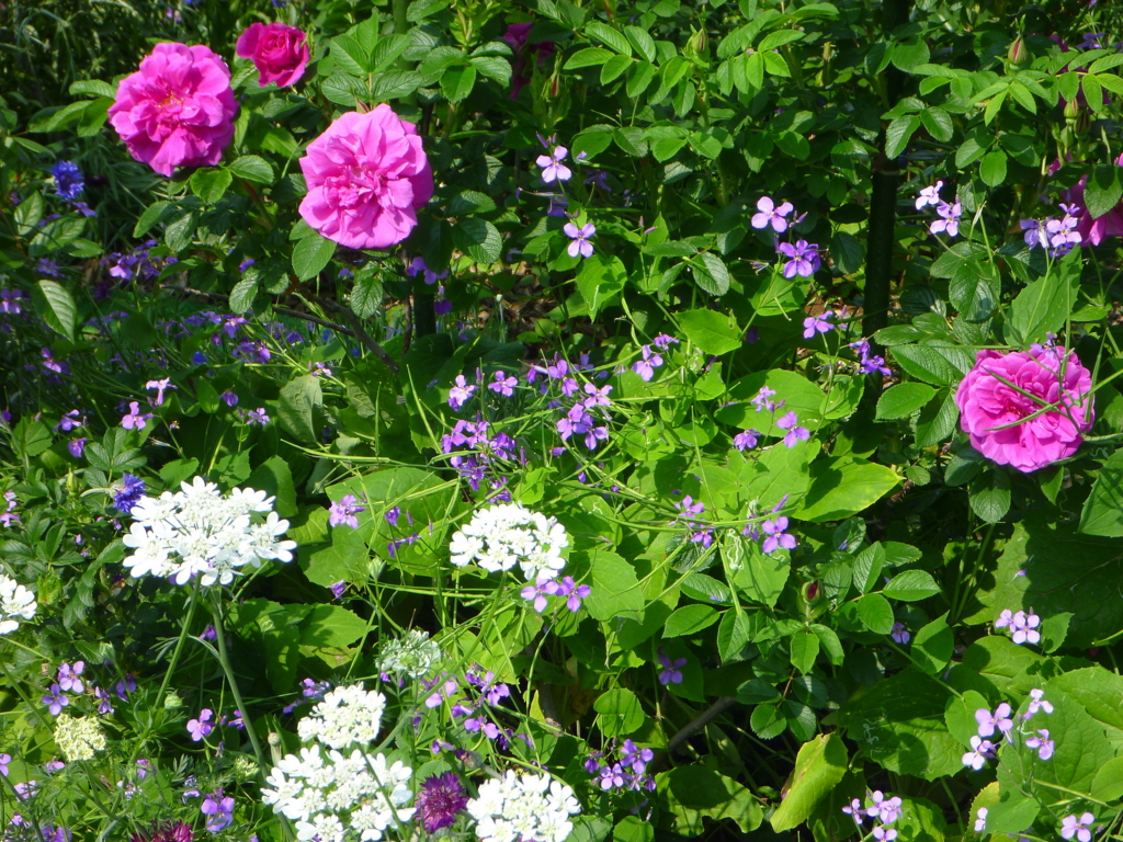 f:id:verandarosegarden:20170515200800j:plain f:id:verandarosegarden:20170515200800j:plain