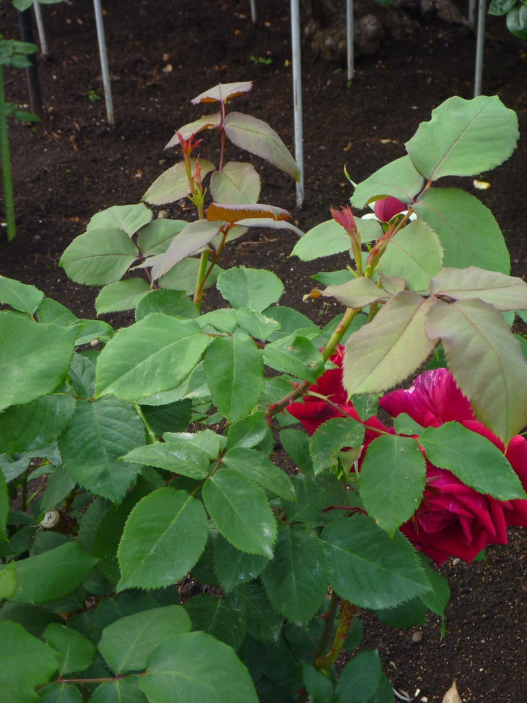 f:id:verandarosegarden:20170515201333j:plain f:id:verandarosegarden:20170515201333j:plain