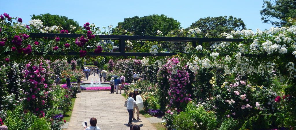 Garden Necklace Yokohama 17 みなとガーデン 港の見える丘公園 香りの庭 ベランダ バルコニーに 小さなローズガーデンを Garden Necklace Yokohama 17 みなとガーデン 港の見える丘公園 香りの庭 ベランダ バルコニーに 小さなローズガーデンを